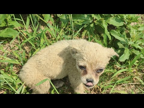 Distressed Puppy Suffers from Thirst and Hunger Until Rescue Arrives