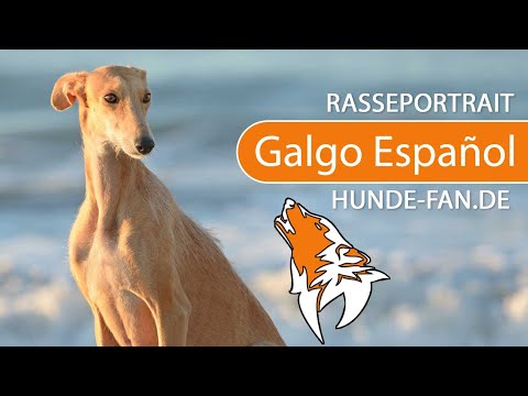 ► Galgo Español [2018] Rasse, Aussehen &amp; Charakter