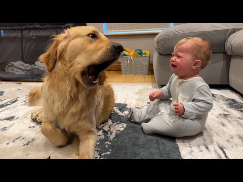 Golden Retriever Pup Makes Baby Cry But Says Sorry! (Cutest Ever!!)