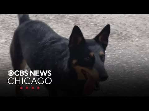 Dog rescued near Florida coast after getting lost at sea