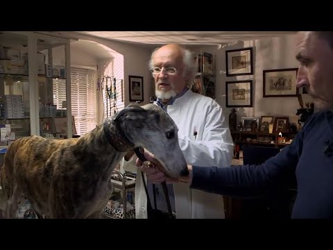 Chronischer Niereninsuffizienz bei Hunden – Wolfsblut VeLine