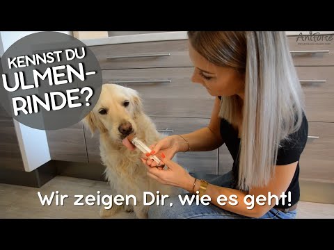 AniForte® Ulmenrinde Pulver für Hunde und Katzen - Richtige Zubereitung und Fütterung