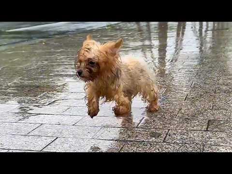 The stray dog, with a crippled leg, trembled as it ran after me for help in the rain.