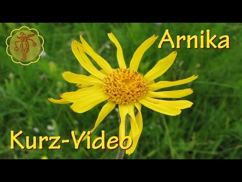 Heilpflanze: Arnika - Kurz-Video