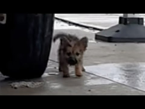 Hiding under the container truck, the poor skinny puppy looked around for help.