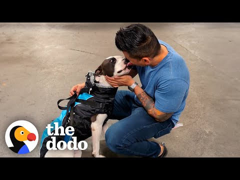 Guy Has 24 Hours To Save This Pittie&#039;s Life | The Dodo