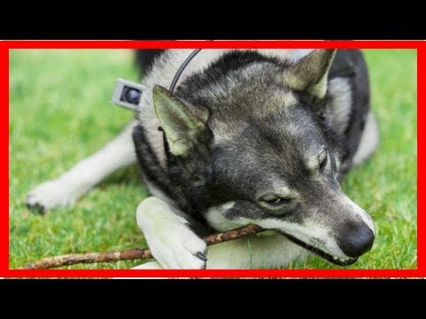 Norwegischer Elchhund: Wie ist er zu erziehen?