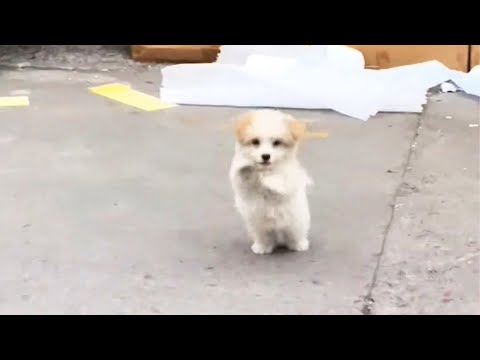 A stray puppy raises paws, trying to attract passersby, eager to be adopted