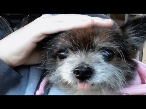 Someone dumped this senior dog. It&#039;s the best thing that happened to him.