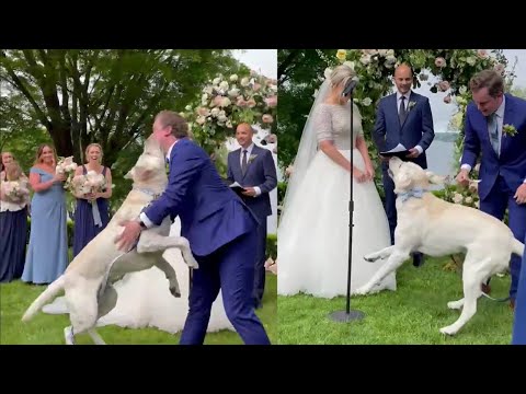 Overeager Dog Runs Down Wedding Aisle