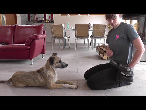 Abbruchsignal beim Hund trainieren - Wie bringe ich dem Hund bei nichts vom Boden zu essen