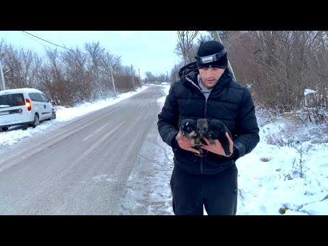 Brave mama asks strangers to save her babies | Dog Rescue Shelter