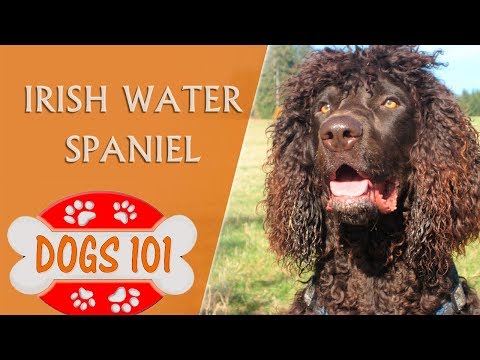 Dogs 101 -IRISH WATER SPANIEL - Top Dog Facts about the Irish Water Spaniel