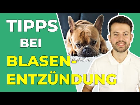 Blasenentzündung beim Hund: erkennen und richtig handeln!