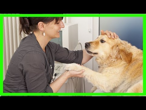 Blutegeltherapie beim Hund: Anwendungsgebiete und Nutzen