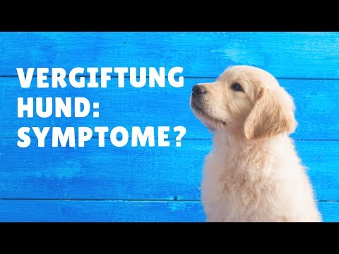 Vergiftung Hund Symptome: Welche Symptome deuten auf eine Vergiftung Ihres Hundes hin?