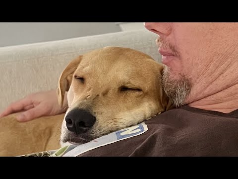 Rescue dog is obsessed with dad