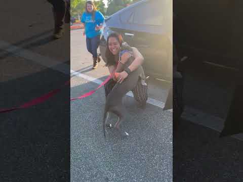 Lost dog reunited with family after two years | Humankind #Shorts
