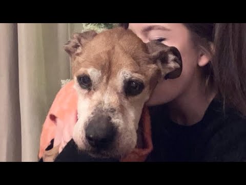 Senior dog kept waiting for owner who never returned