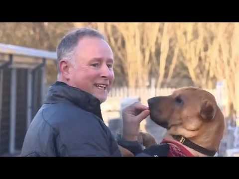 Dog abandoned at train station with his suitcase finds new home