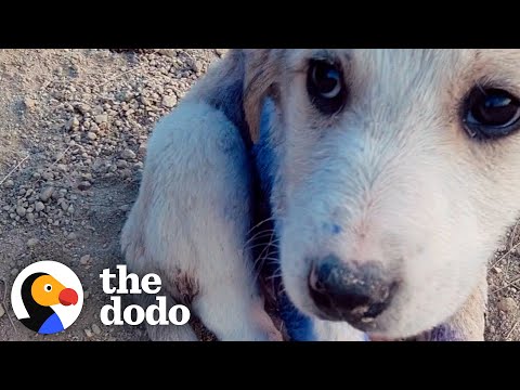 Couple Finds Tiny Puppy On A Mountain Covered In Blue &quot;Paint&quot; | The Dodo Faith = Restored