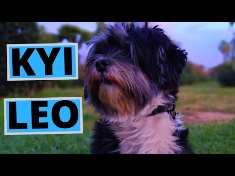 Kyi Leo Dog Breed - Facts and Information