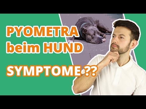 Gebärmuttervereiterung beim Hund - Symptome einer Pyometra