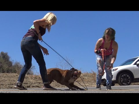 Pit Bull stranded in a canyon rescued by a Hope For Paws team. #pitbull