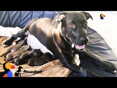 Mother Dog Reunited With Her Puppies All Grown Up | The Dodo Reunited