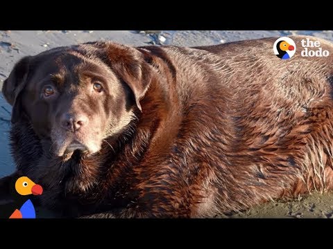 OBESE Dog Rescued by Family Who Helps Him Run Again | The Dodo