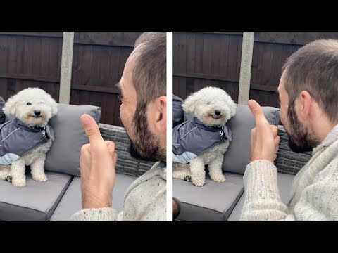 Happy Dog Can&#039;t Stop Smiling