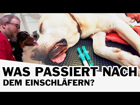 Was passiert nach dem Einschläfern? 😭