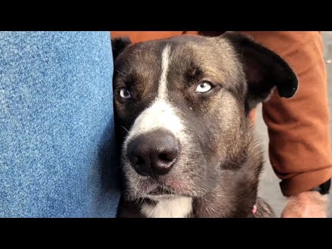 Shelter dog is so happy someone finally loves him