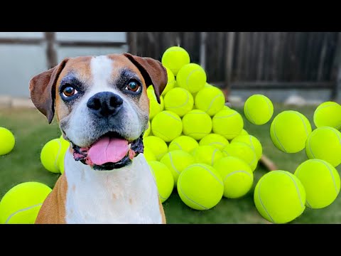 Surprising my dog with 100 GIANT Tennis Balls! 🎾🐶( BEST REACTION !!🎉)