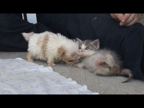 Cutest Rescue Puppy and Kitten Are Best Friends