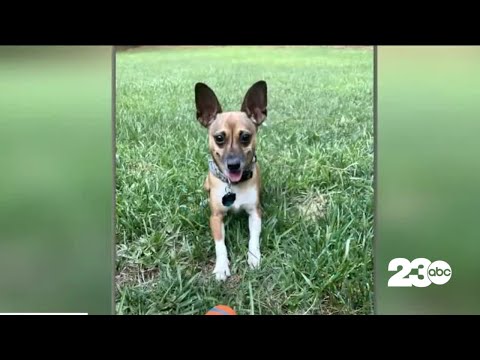 Positively 23ABC: Nurse adopts terminally ill patient&#039;s dog