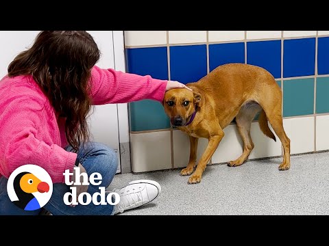 No One Gave This Shy Shelter Pup A Chance Until... | The Dodo