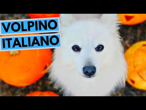 Volpino Italiano Dog Breed - Facts and Information