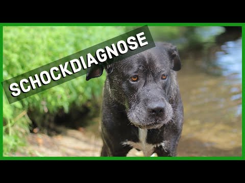 Mein Hund hat Krebs. Was kann ich noch tun?
