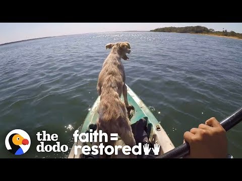 Dog Abandoned On A Desert Island Is Thrilled To Be Rescued | The Dodo Faith=Restored