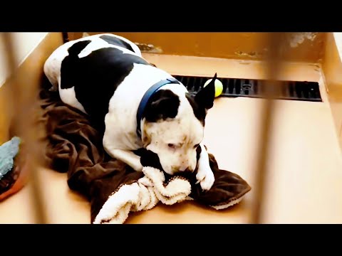 This Pittie Was In The Shelter For Over 650 Days Until One Life-Changing Moment | Cute Dodo