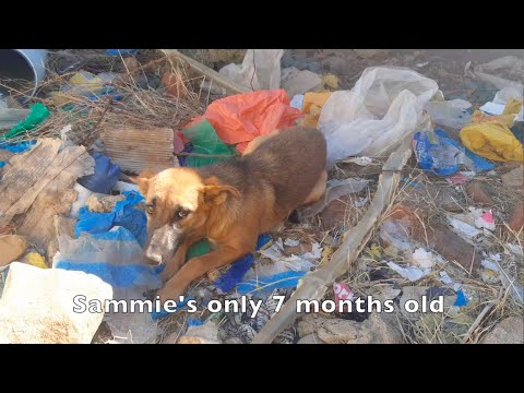 Second Dog Thrown Into Abandoned Reservoir!