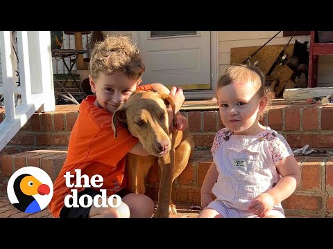 Stray Puppy Appears On Family&#039;s Doorstep | The Dodo