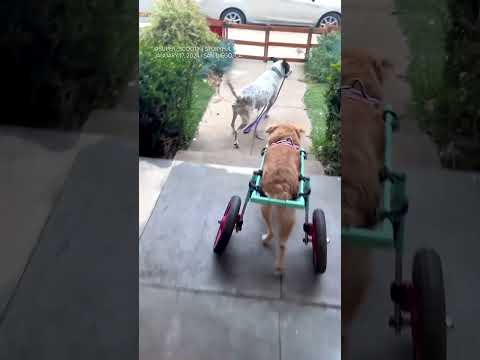 Wheelchair-assisted dog cannot contain excitement for afternoon walk