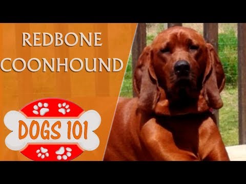 Dogs 101 - REDBONE COONHOUND - Top Dog Facts About the Redbone Coonhound