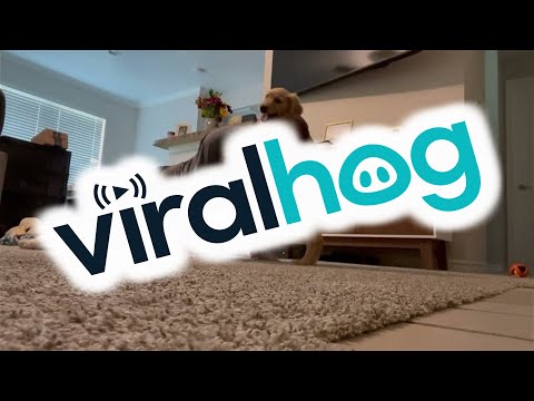 Golden Retriever Pup Makes Push-Ups Harder || ViralHog