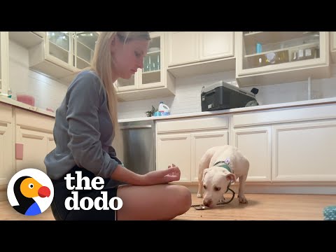 Rescue Dog Flinched When Mom Tried To Pet Her Until... | The Dodo