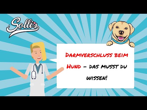 Darmverschluss beim Hund | Symptome &amp; Behandlung