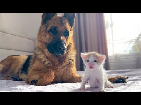 German Shepherd is Confused by the Meowing of a Tiny Kitten