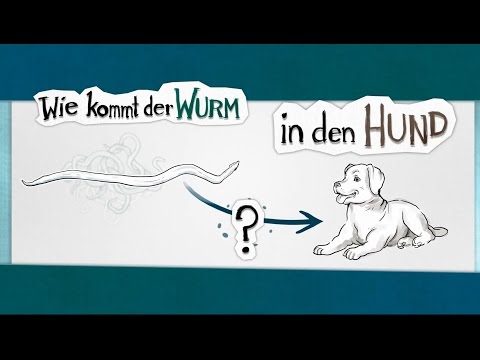 Wie kommt der Wurm in den Hund? – ein Erklärvideo